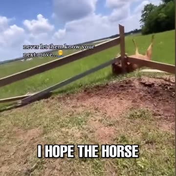 Is the horse okay
