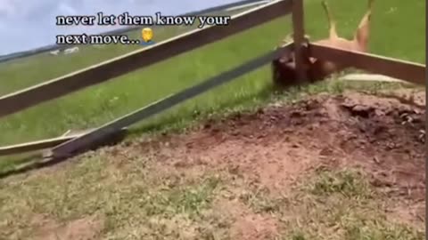 Is the horse okay
