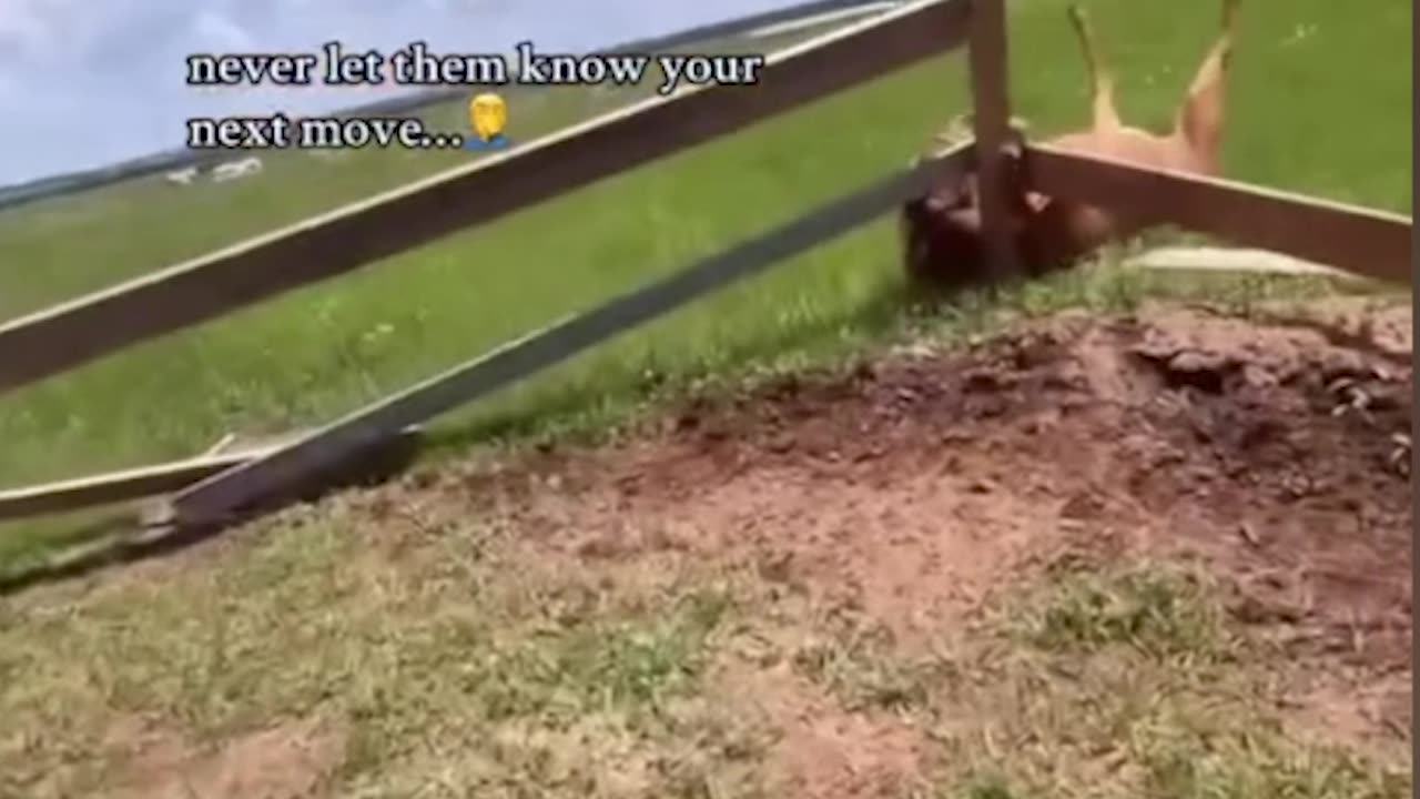 Is the horse okay