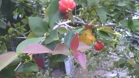 Very tall cherry tree, the fruits are practically ripe [Nature & Animals]