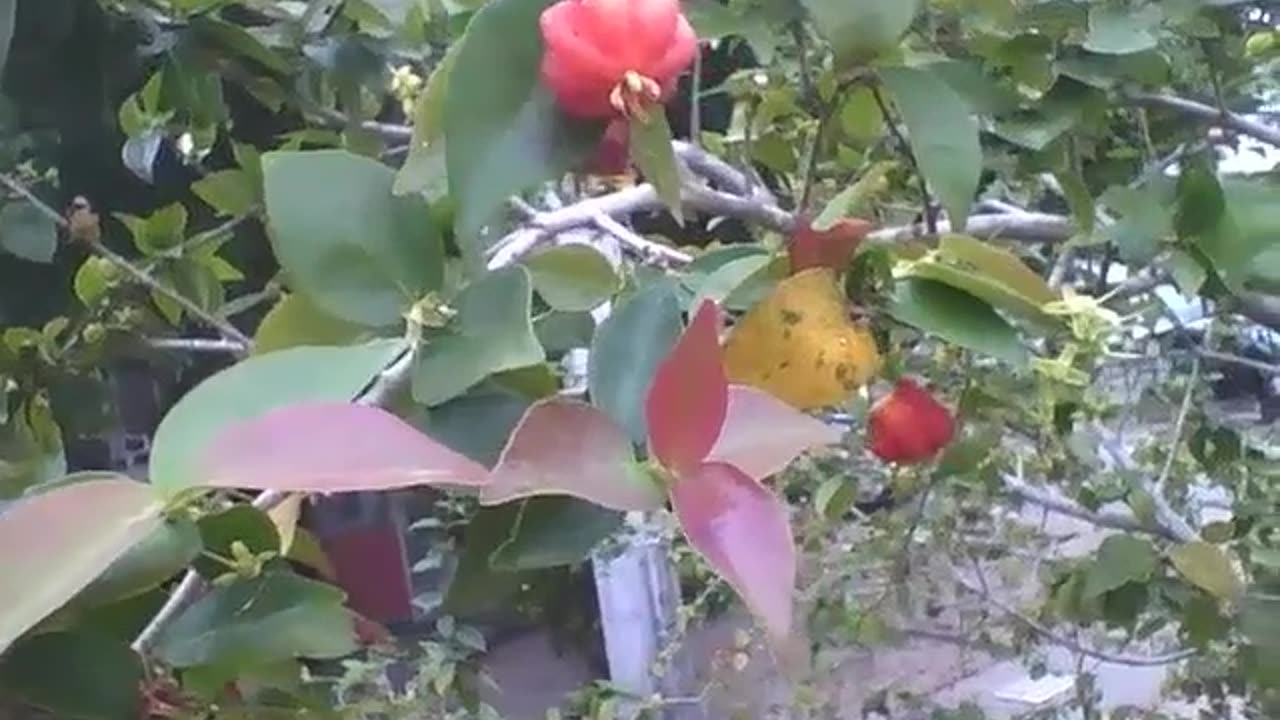 Very tall cherry tree, the fruits are practically ripe [Nature & Animals]