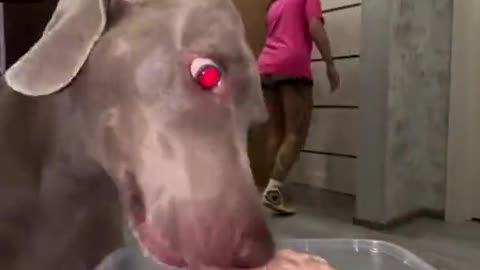 Dog's reaction: Hold on for 2 minutes, I'll eat my food quickly now😂😂