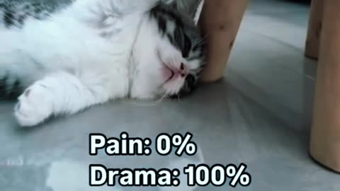 FUNNY CAT'S VIDEO 😜❓😁😁😂