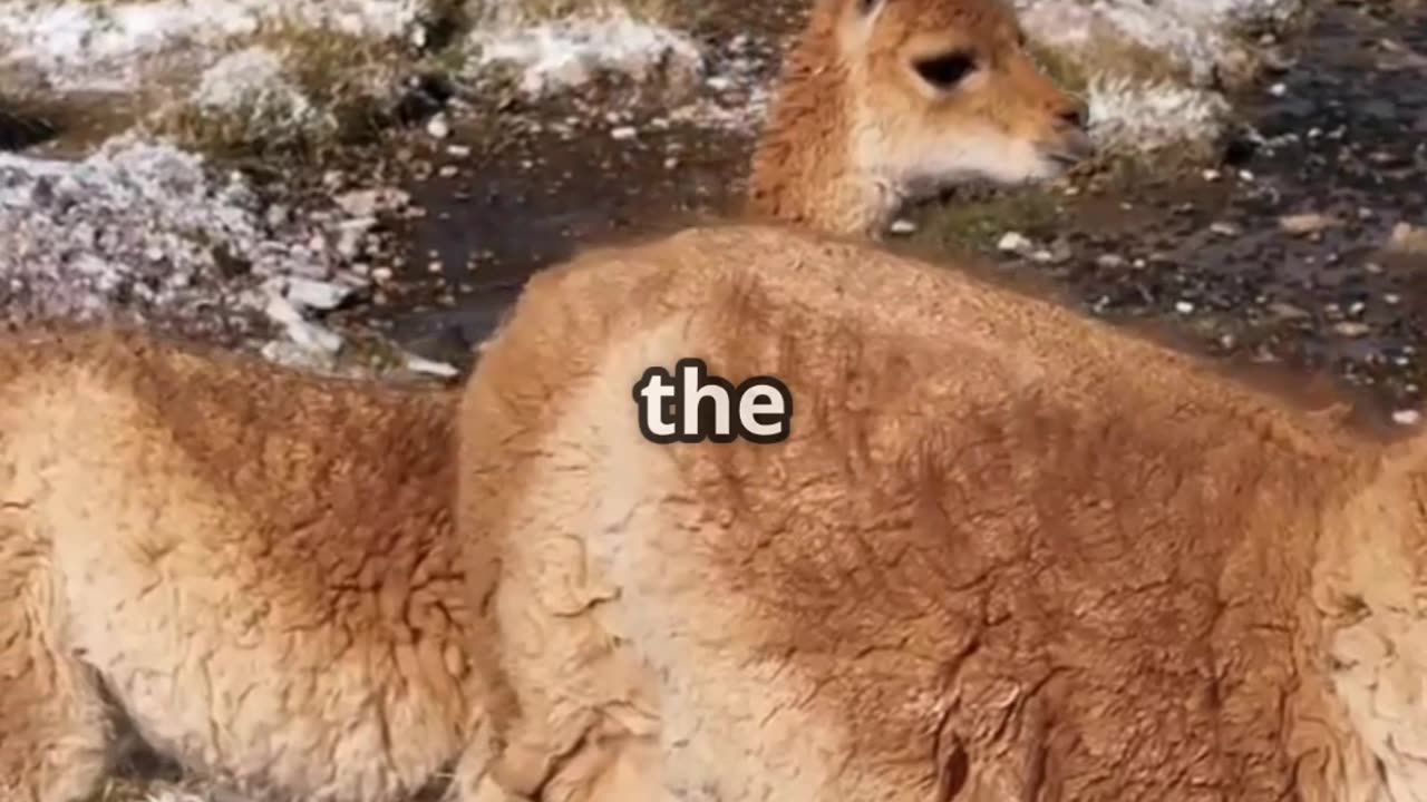 🦙💦 Llamas Can Spit Up to 10 Feet! Watch Out! 🤢