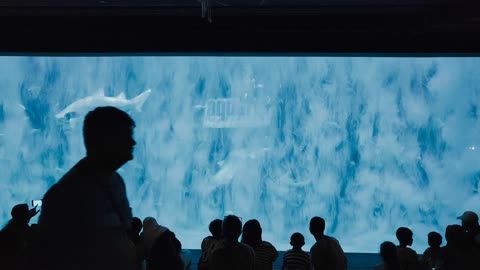 Phuket - Aquaria Vl. (Thailand)