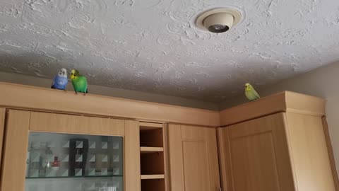 A Brief Game of "Pop-up Budgies"
