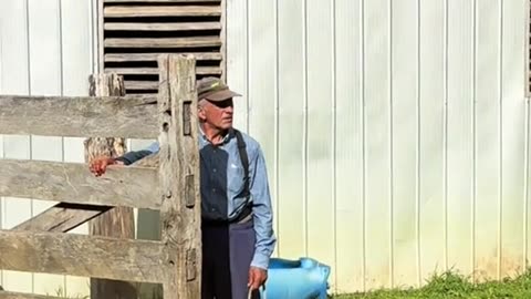 Sheep Leaping As They Leave Corral