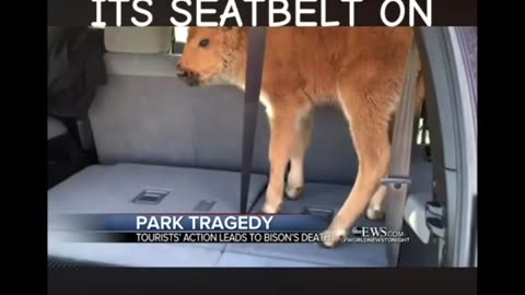 baby bison had to be put down because humans tried to save it