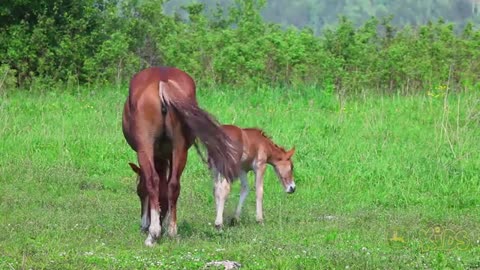 cute baby puppies