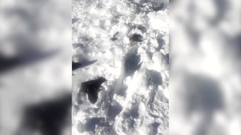 Video shows aftermath of deadly avalanche on a Himalayan peak