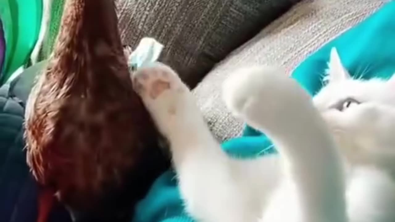 Funny animals