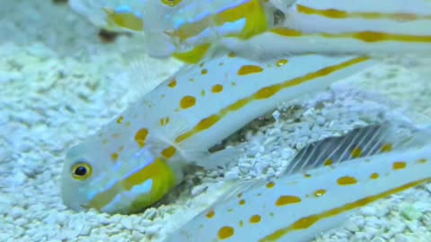 Fish Has Existential Crisis Over Maple Bacon?!