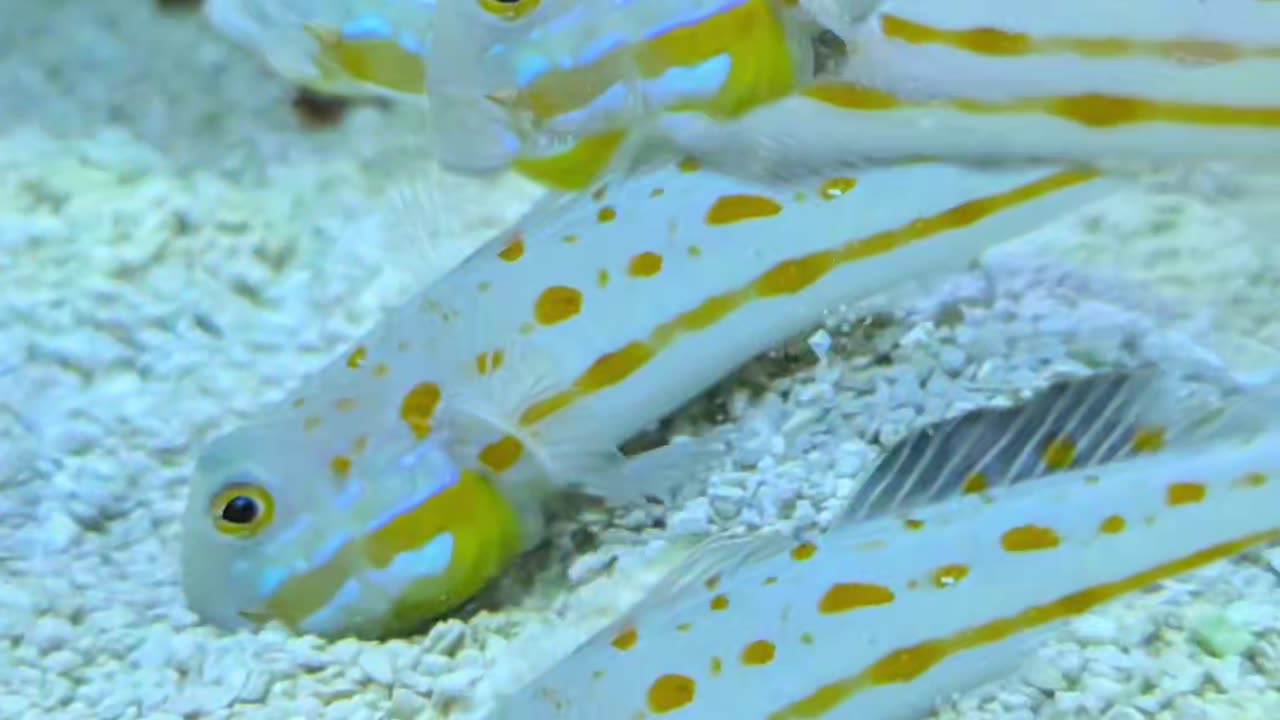 Fish Has Existential Crisis Over Maple Bacon?!