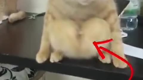 🐱😂 This Anime Cat's Reaction Will Make You Laugh! | FunFM