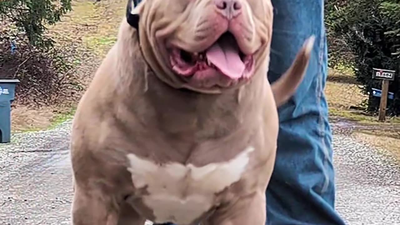 American Bully 😁