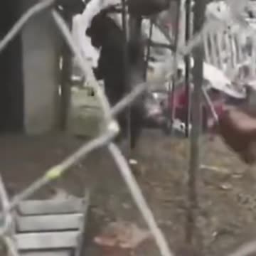 Funny Goat walking with two legs