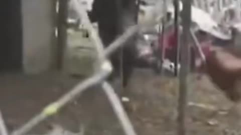 Funny Goat walking with two legs