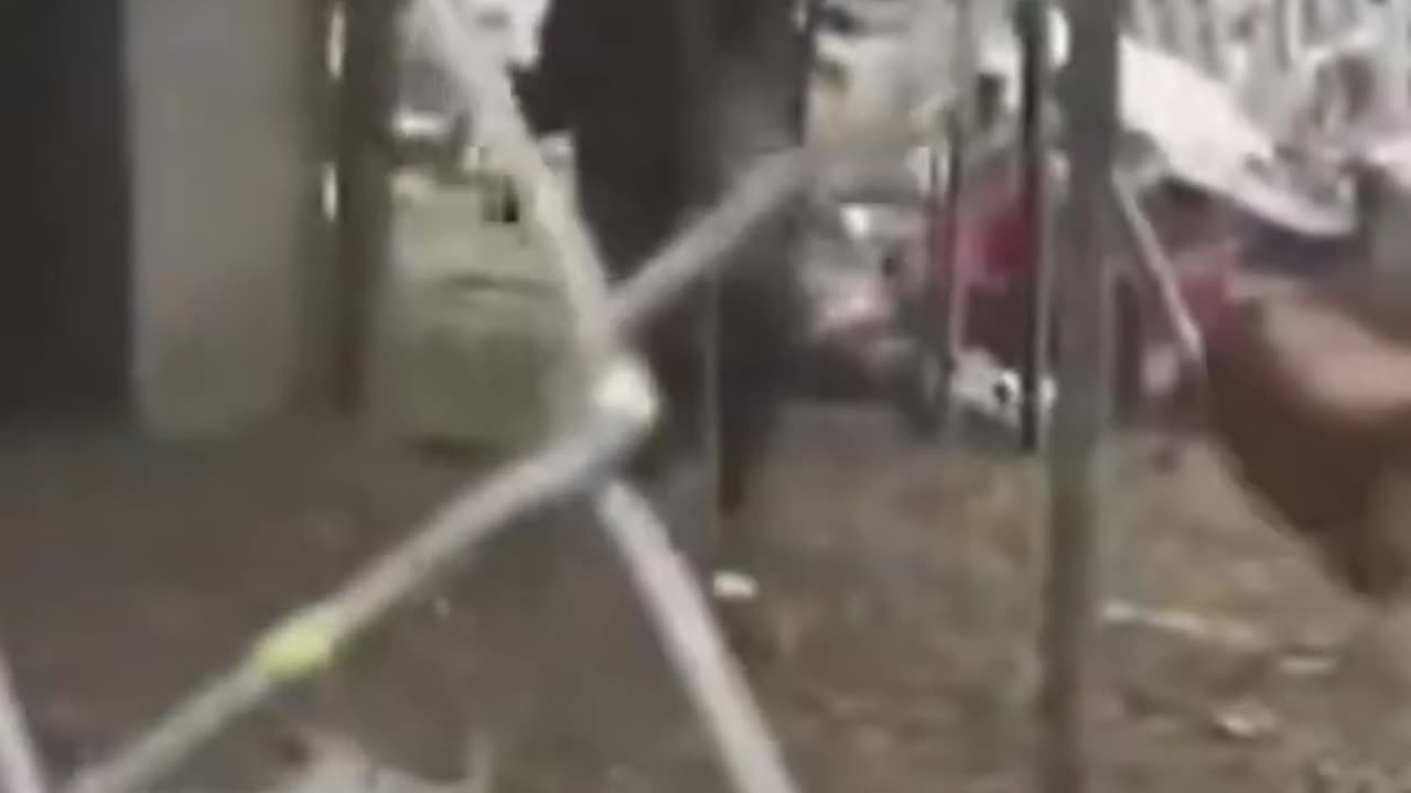 Funny Goat walking with two legs