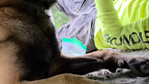 Dog Mechanic in Action! 😂