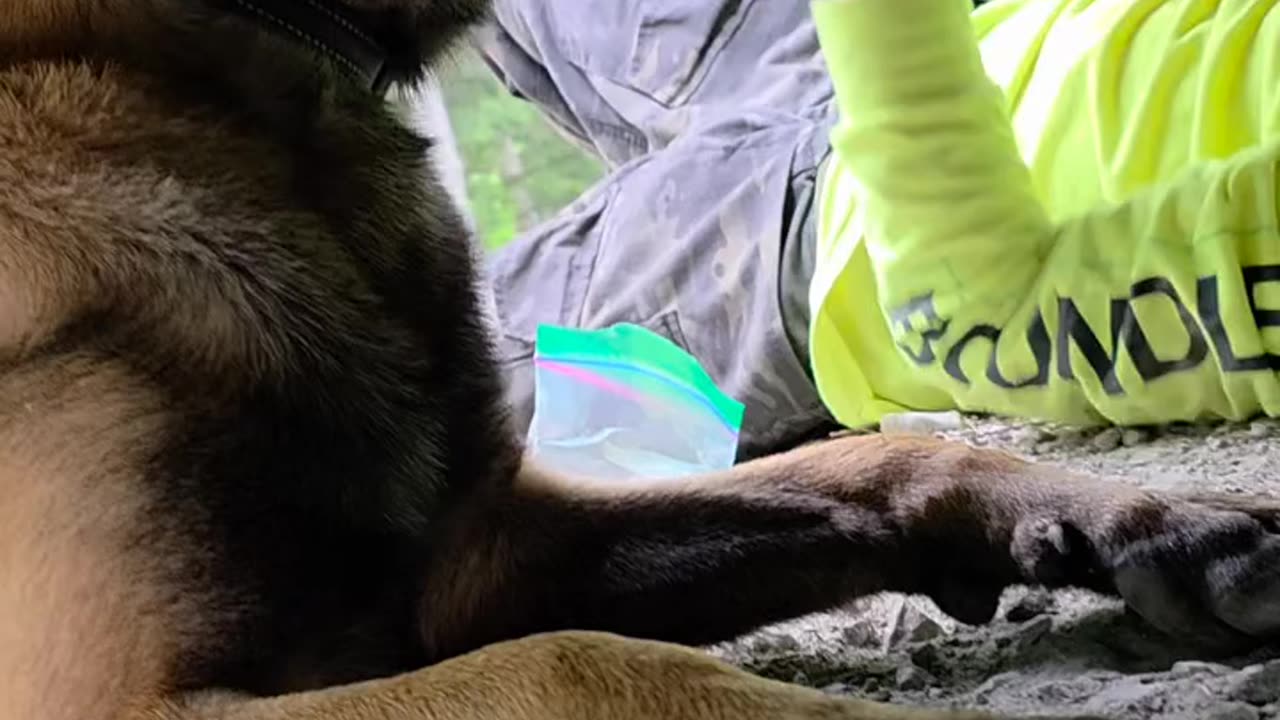 Dog Mechanic in Action! 😂