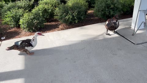 Ducks at the Pavilion in Longwood, Florida
