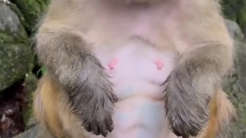 GIPING EGGS TO A MONKEY