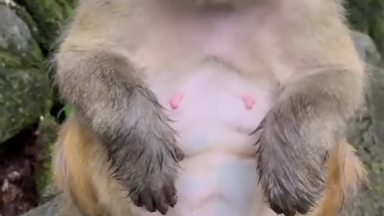 GIPING EGGS TO A MONKEY