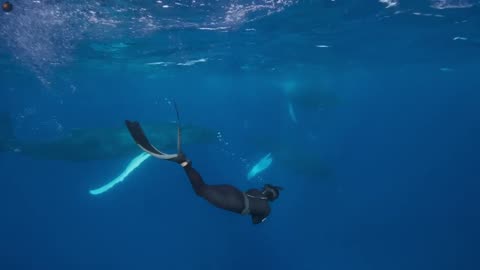 OceanXplorers - Kraina humbaków (1/6) film dokumentalny LEKTOR PL