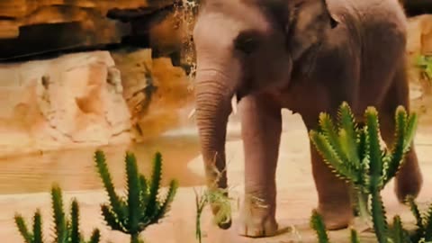 Elephant