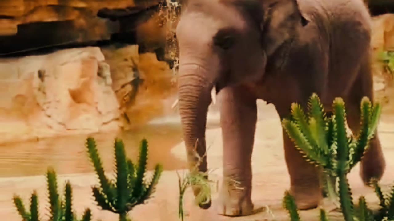 Elephant