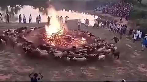 ⚠️THE SHEEP DANCE AROUND THE FIRE ENTRANCED BY FEAR.. THIS IS WHAT GOVERNMENT PROPAGANDA DOES TO YOU