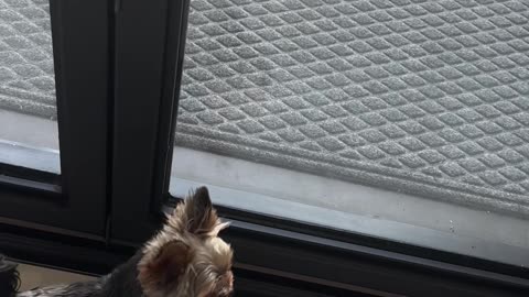 Dog Protect Home from Deliveries