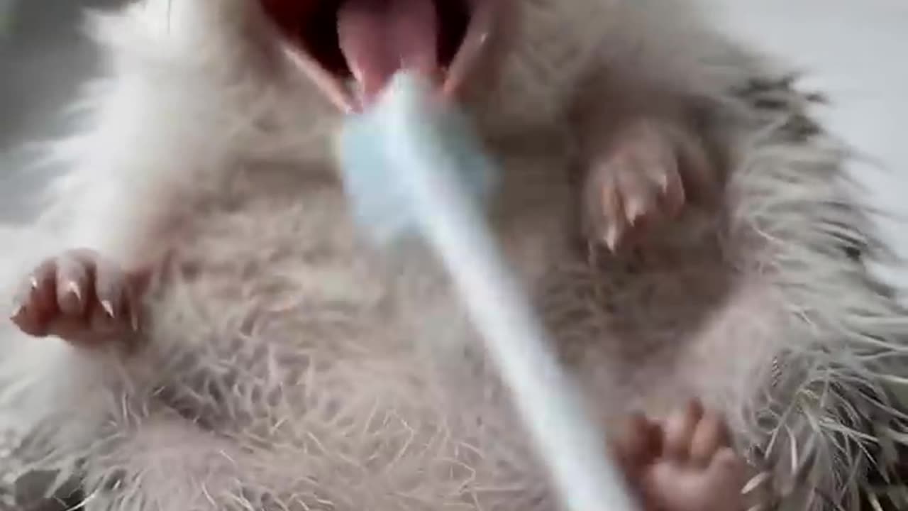 Hedgehog