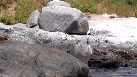 Chile's endangered Humboldt penguins at further risk: scientists