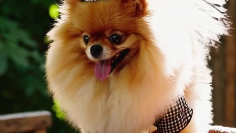 Pomeranian Pretzel Royalty in 10 Seconds