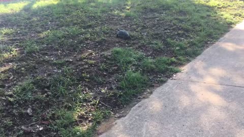 TURTLES GET LOST.