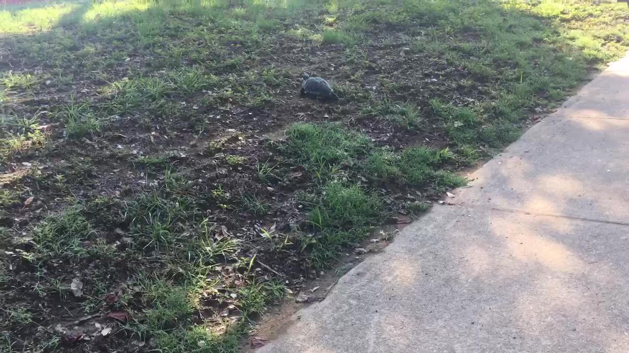 TURTLES GET LOST.