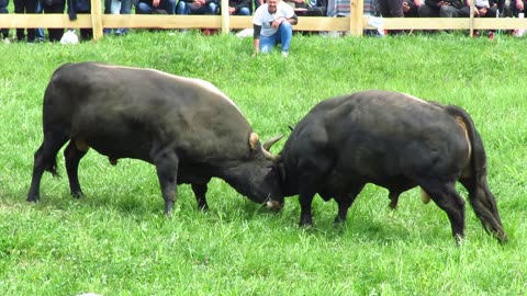 Jelenko od Muje Hrvačića vs Džeri od Nevresa i Merime Zorić