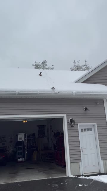 Duck Slides Down Snowy Roof