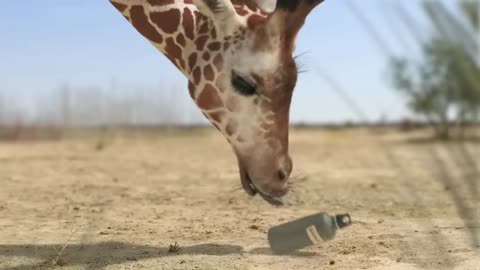 Giraffe Vs Elephant fight for Water