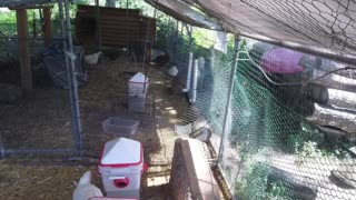 Chicken Live Stream