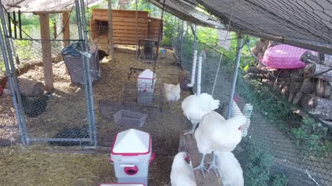 Chicken Live Stream