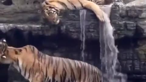 🐆😤 Bro Woke Up and Chose Violence! | FunFM