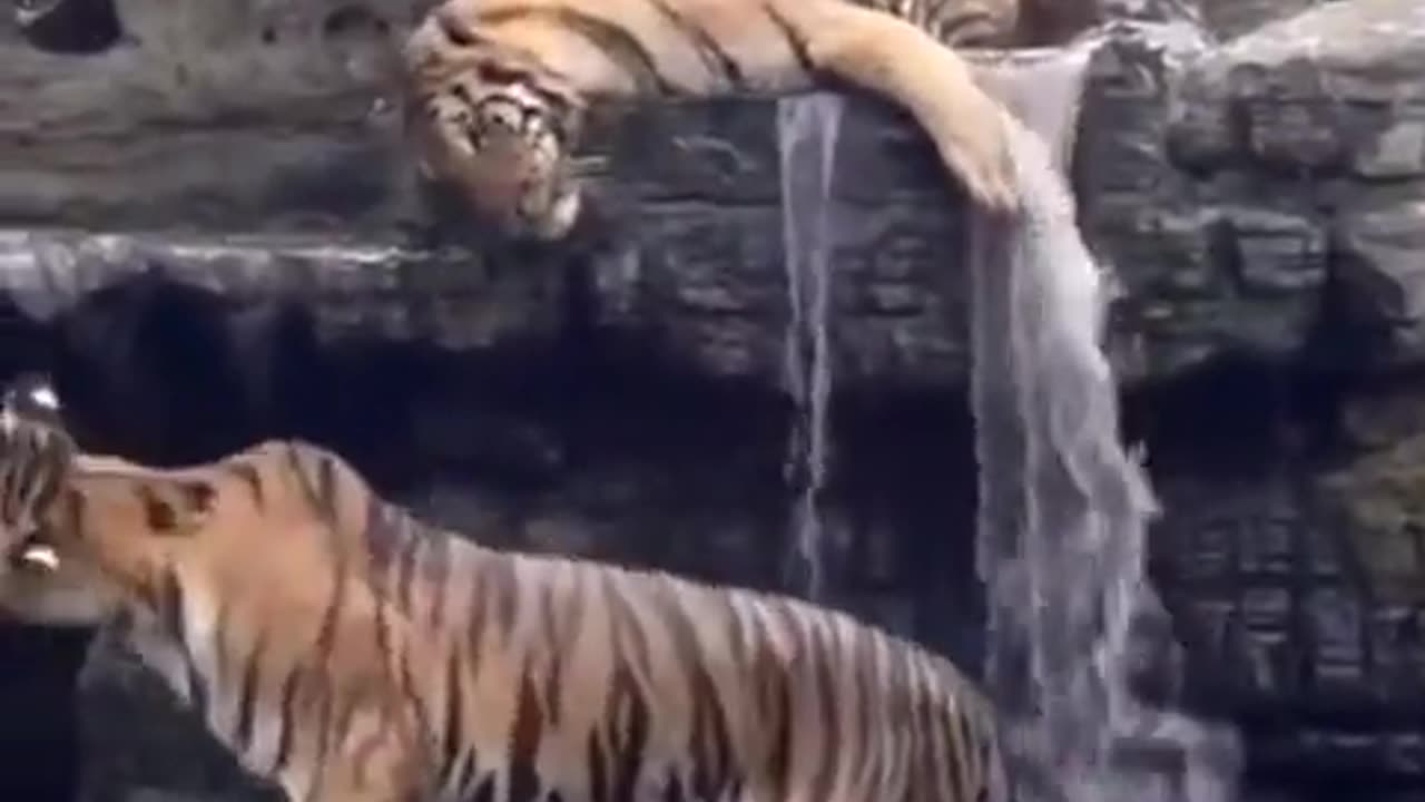 🐆😤 Bro Woke Up and Chose Violence! | FunFM
