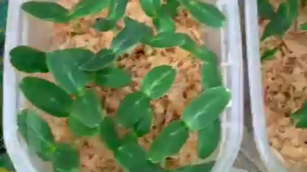 The best way to grow cucumber seedlings