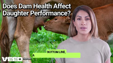 Does Dam Health Affect Daughter Performance?