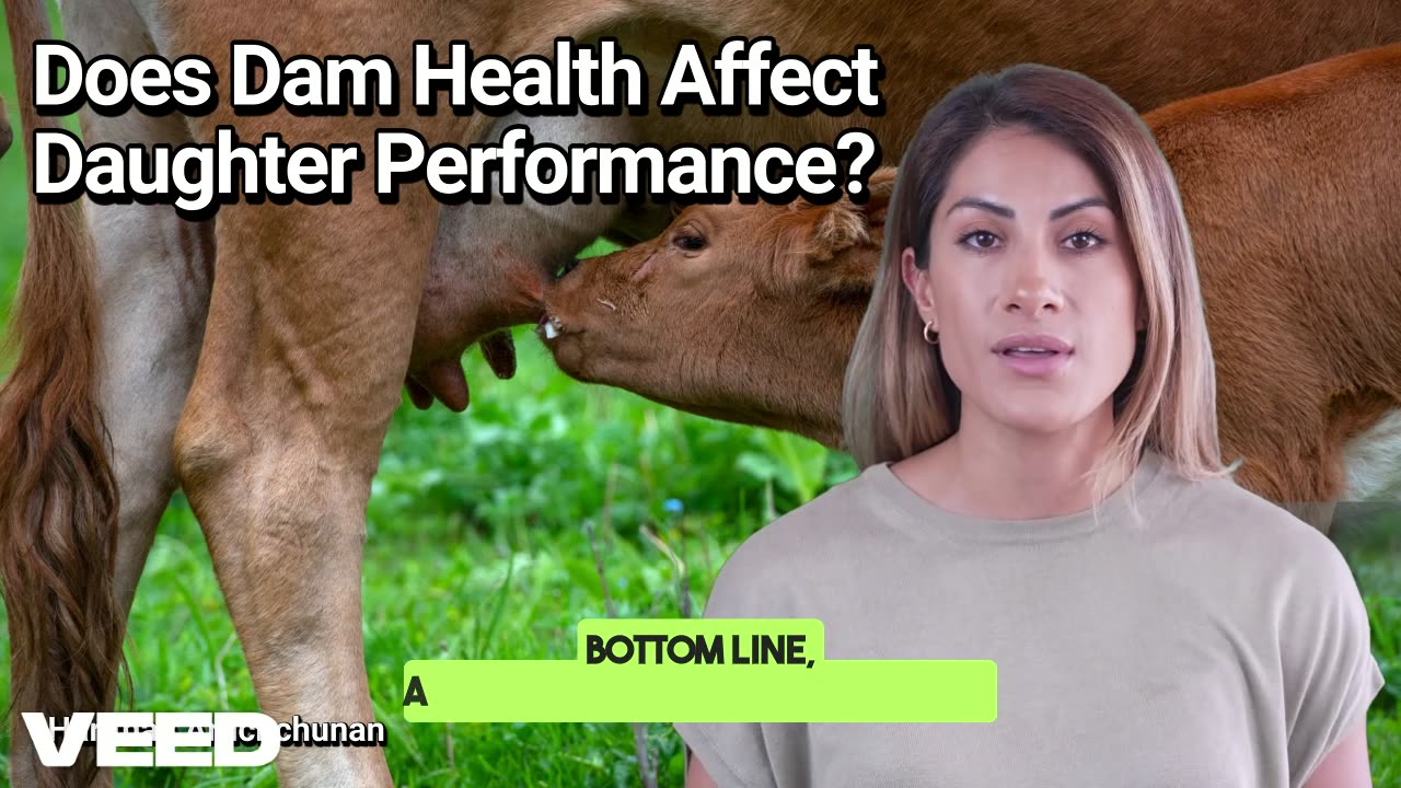 Does Dam Health Affect Daughter Performance?