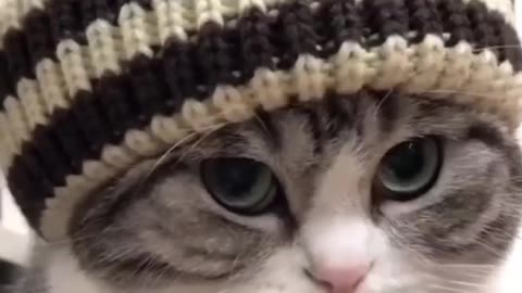 You Won’t Believe How These Pets Relax 🤯😂