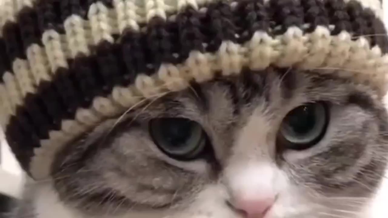 You Won’t Believe How These Pets Relax 🤯😂