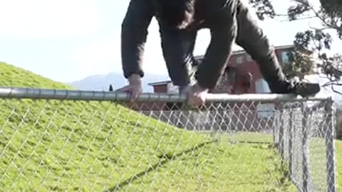 Animal